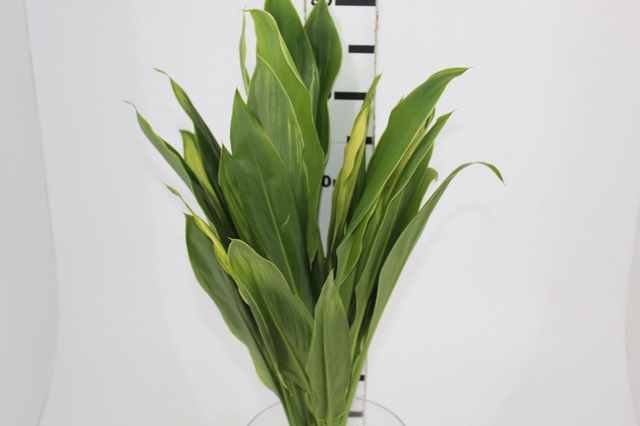 FOLHAGEM DRACENA ALBA