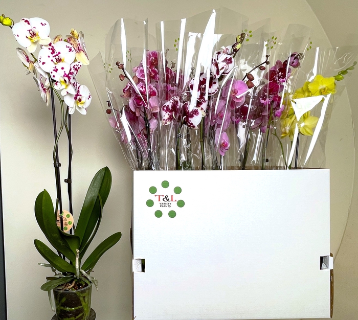 <h4>PHAL GEM 8 KL</h4>