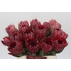 Protea Sharon
