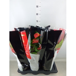 Anthurium andr. 'Madural'