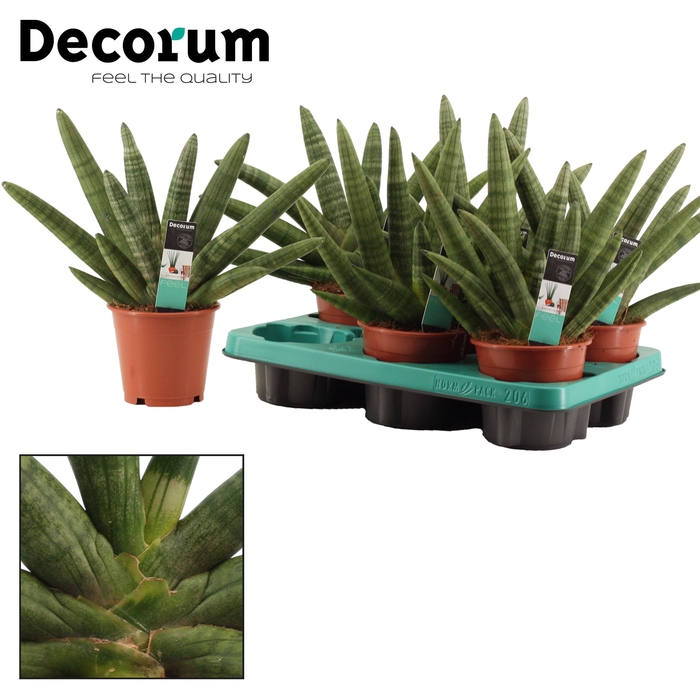 <h4>Sansevieria Double Boncellensis 12 cm (Decorum)</h4>