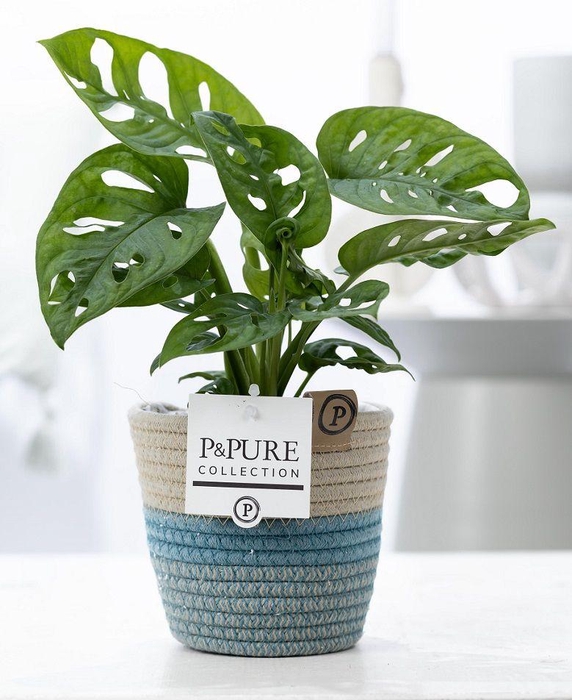 <h4>Monstera Adansonii in P&PURE Fashionpot Valerie</h4>