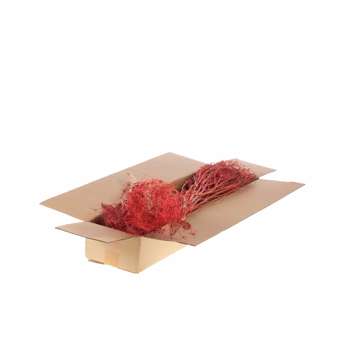 <h4>Bupleurum Open 55cm Sb Pink</h4>
