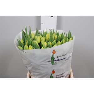 Tu Du Double Trouble