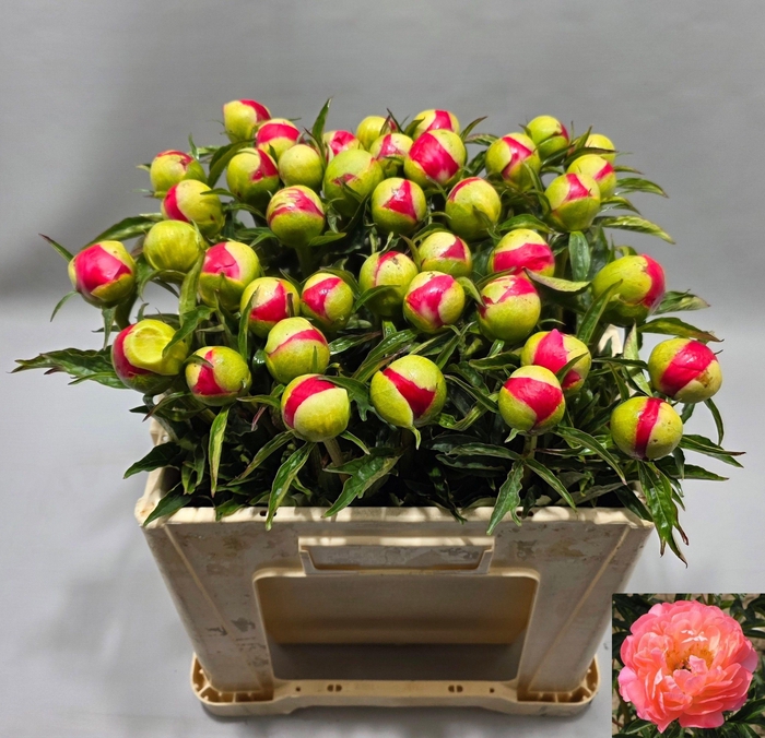 <h4>PAEO CORAL SUNSET</h4>