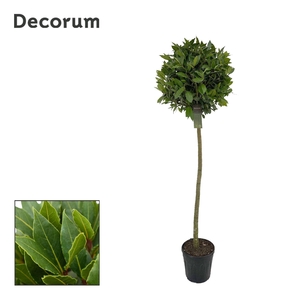 Laurus nobilis Bol op stam
