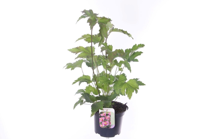 <h4>Anemone hybr. Hadspen Abundance</h4>