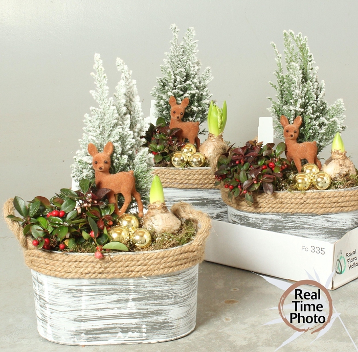 <h4>Arr Tuinplanten</h4>