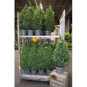Picea Gl Magnifique