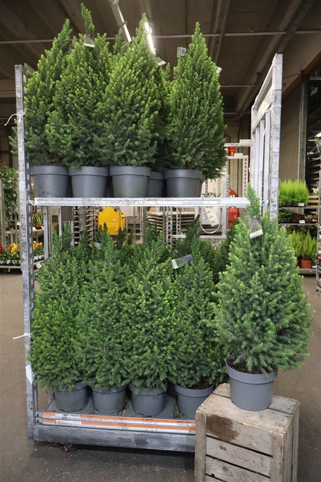 <h4>Picea Gl Magnifique</h4>