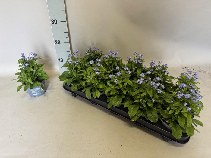 <h4>MYOS SYLVATICA</h4>