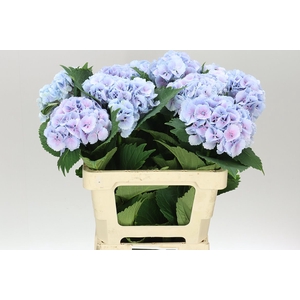 Hyd Lolly Pop Blue