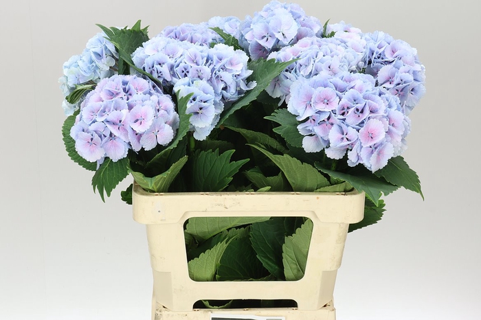 <h4>Hyd Lolly Pop Blue</h4>