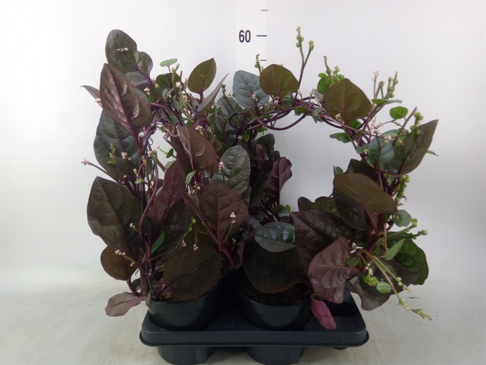 <h4>Basella alba 'Rosebud'</h4>