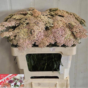 Achillea lachsschönheit