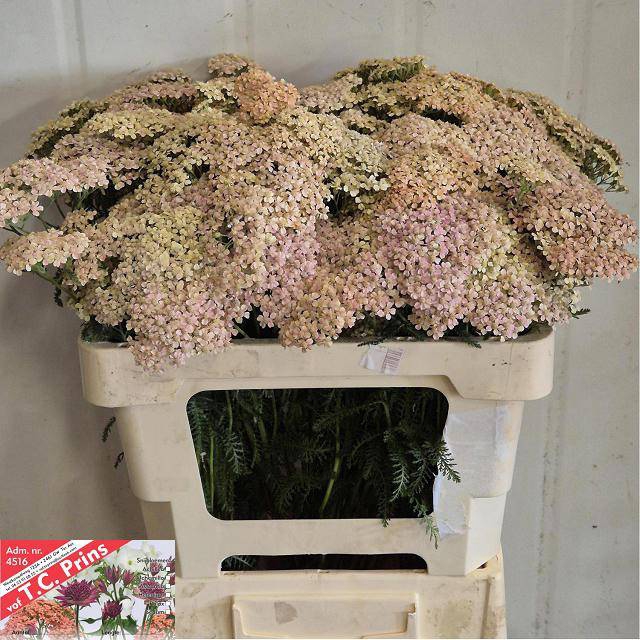 <h4>Achillea lachsschönheit</h4>