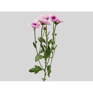 CRISANTEMO DANTE 080 CM ROSA