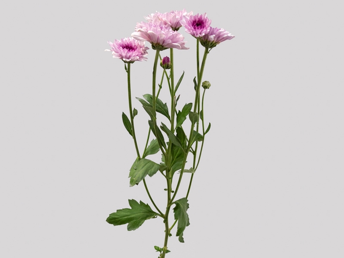 <h4>CRISANTEMO DANTE 080 CM ROSA</h4>