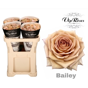 R GR BAILEY! x40
