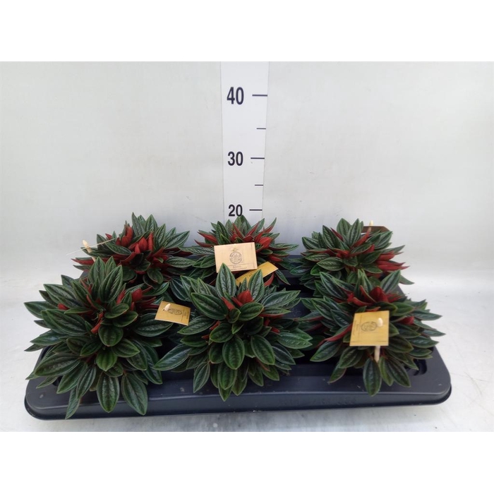 <h4>Peperomia caperata 'Rosso'</h4>