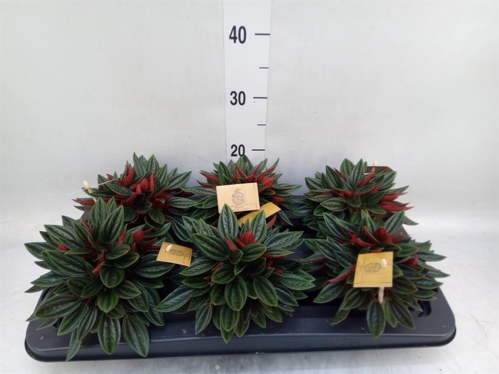 <h4>Peperomia caperata 'Rosso'</h4>