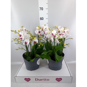 Phalaenopsis multi. 'FC Safe Haven'