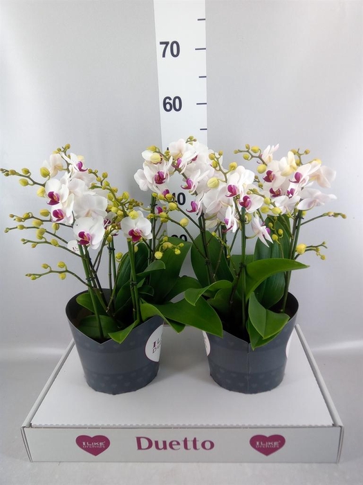 <h4>Phalaenopsis multi. 'FC Safe Haven'</h4>