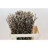 Salix Caprea Snow Flake Premium
