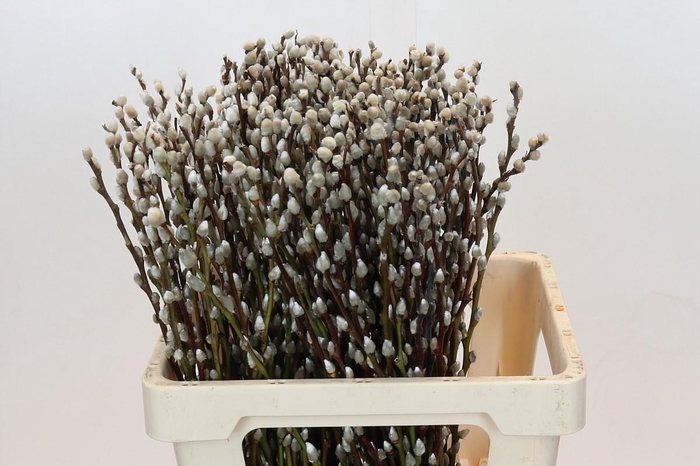 <h4>Salix Caprea Snow Flake Premium</h4>