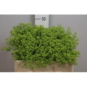 Alchem M Robustica