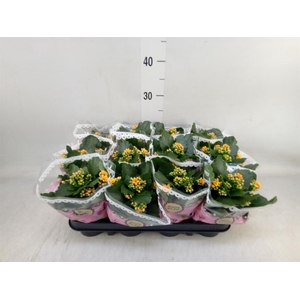 Kalanchoe blos. 'Signal'