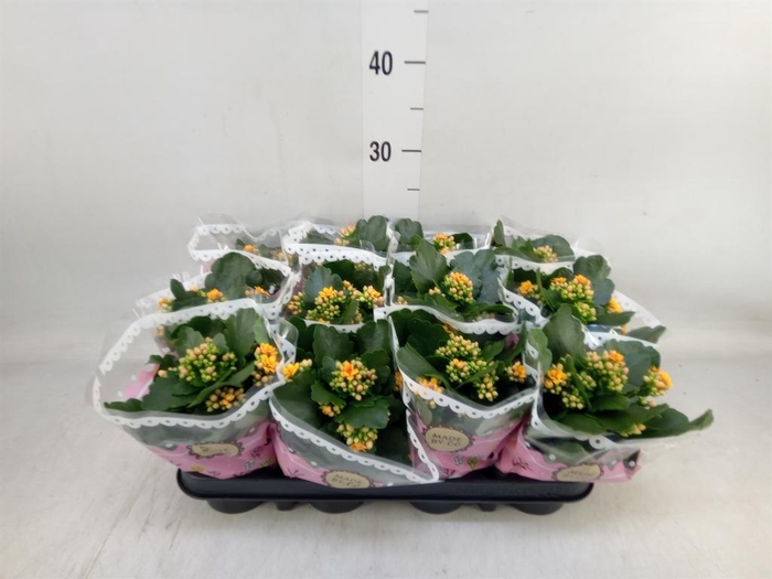 <h4>Kalanchoe blos. 'Signal'</h4>