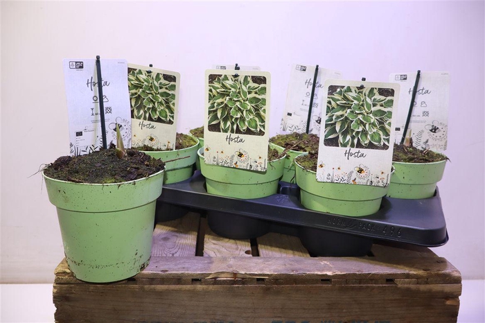 <h4>arr8 Host Twilight</h4>