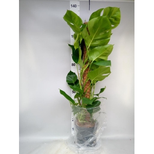 Monstera pertusum