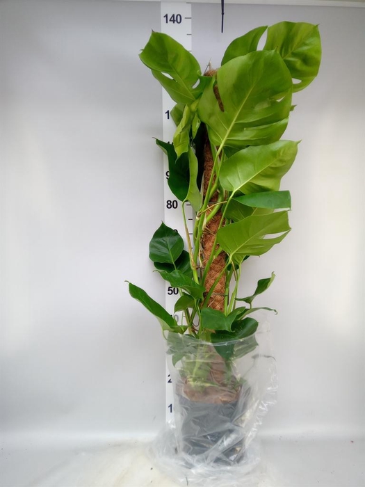<h4>Monstera pertusum</h4>