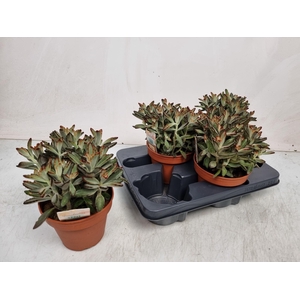 KALANCHOE TOMENTOSA