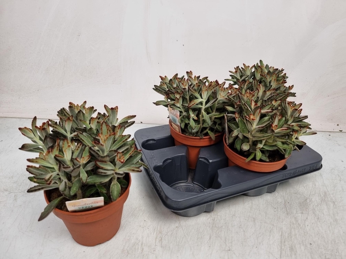 <h4>KALANCHOE TOMENTOSA</h4>