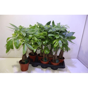 arr8 Pachira Aquatica