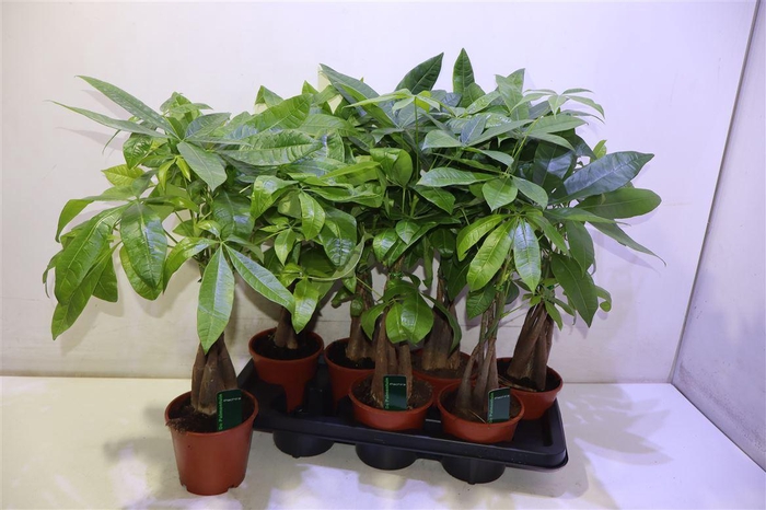 <h4>Pachira Aquatica</h4>