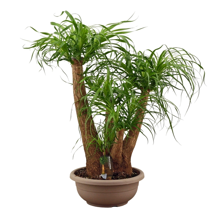 <h4>Beaucarnea vertakt compact in 35 cm schaal</h4>