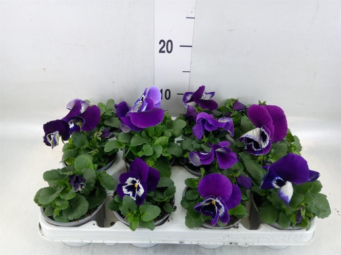 <h4>Viola wr. 'Alpha Purple White'</h4>