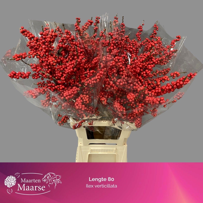 <h4>ILEX VE RODE BES</h4>