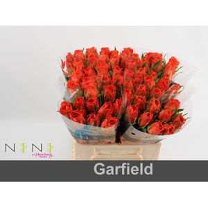 Rosa large garfield+