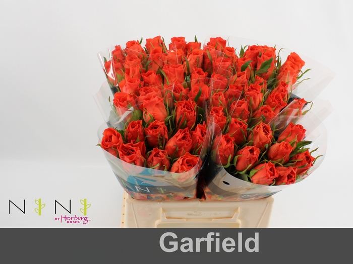 Rosa large garfield+