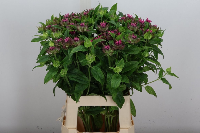 <h4>Monarda Denise</h4>