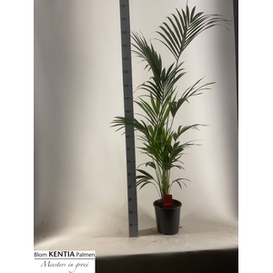HOWEA FORSTERIANA