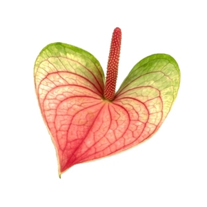 Anthurium love fantasy