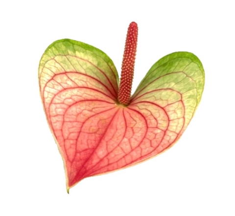 <h4>Anthurium love fantasy</h4>