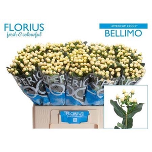 Hyp Coco Bellimo 60cm