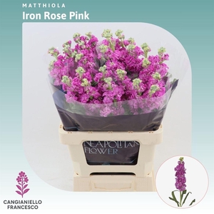 Matthiola Iron Rose Pink